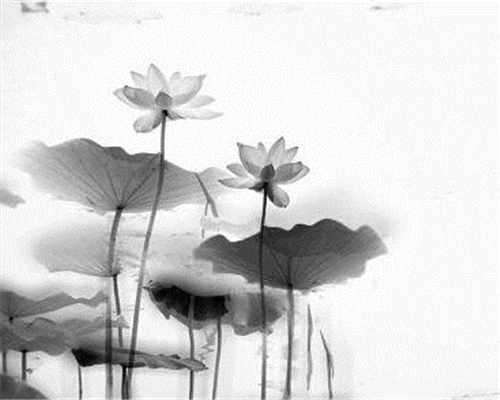 萱姿国际心灵益站