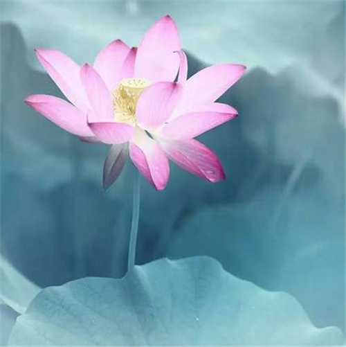 萱姿国际心灵益站